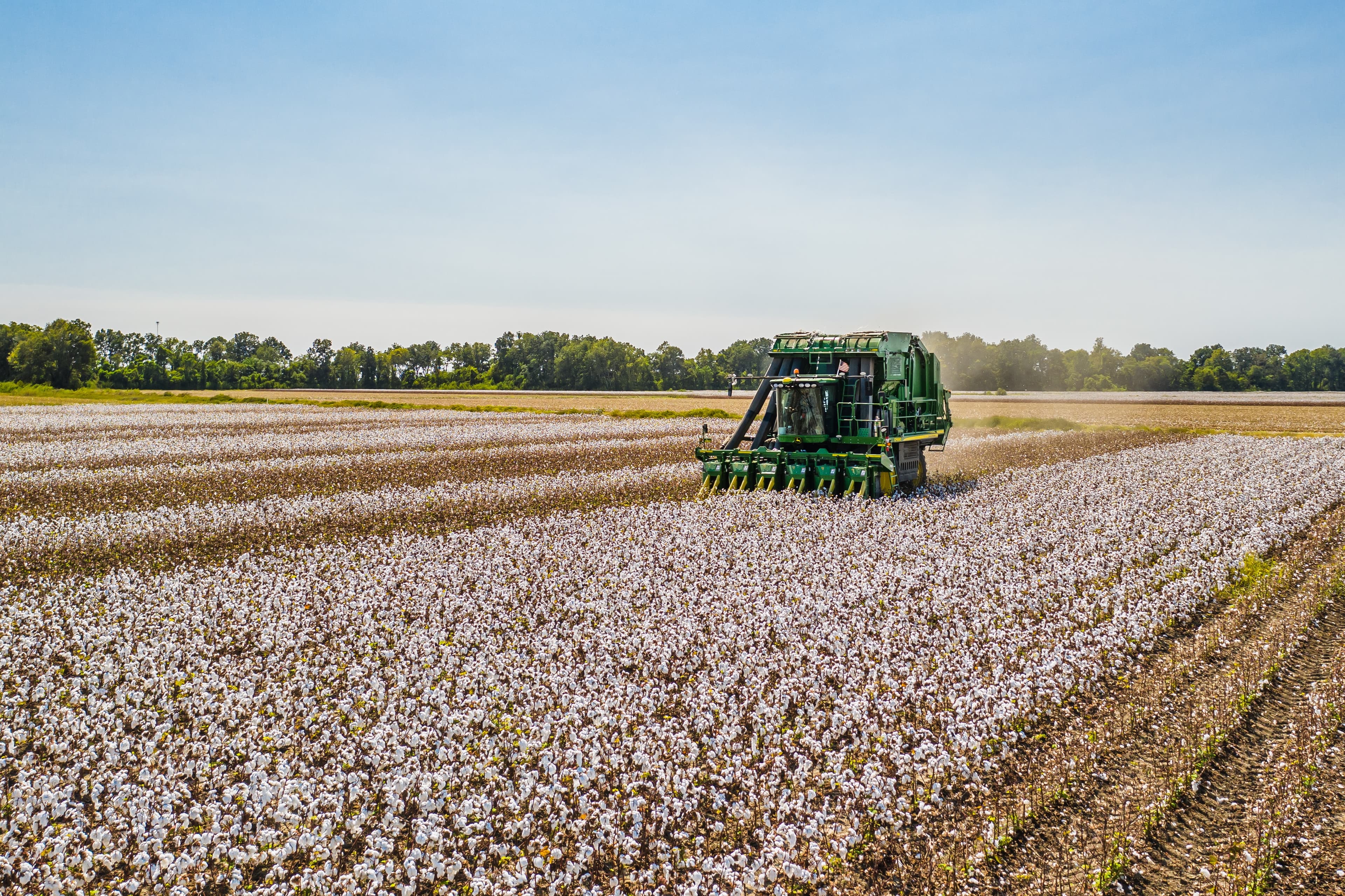 Picture of cotton field
